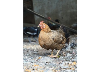 Galinhas Poedeiras vs. Galinhas de Corte: Diferenças e cuidados